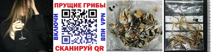 где найти   Кудрово  Галлюциногенные грибы Psilocybine cubensis 